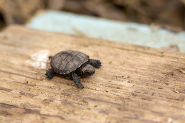 a small newborn turtle crawling on a wooden board