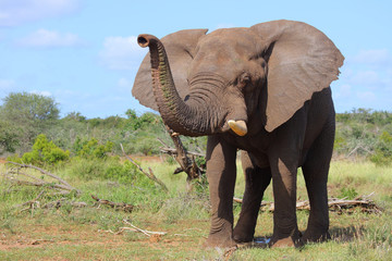 Afrikanischer Elefant / African elephant / Loxodonta africana