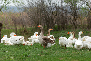 a flock of white geese walk in the spring in the village on the lawn with fresh green grass