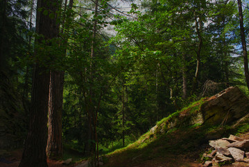 Obraz premium View into an Alpine Forest