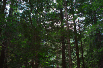 Fir trees in alpine forest