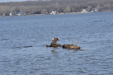 Fototapeta premium Eagle on a log on the river