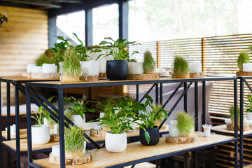 Stylish wooden shelves with green plants and black watering can. Modern hipster room decor. Cactus, calathea, dieffenbachia, dracaena, epipremnum, ivy, palm, sansevieria in pots on shelf