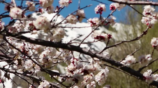 A steady, racking focus, extreme close up shot of the snowy mountains seen through the branches filled with white flowers.
