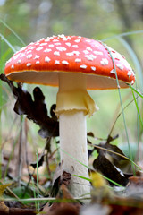 Amanita mushrooms in forest autumn and overcast weather