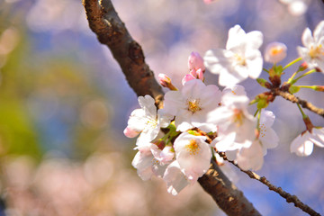 桜の花