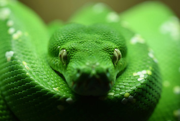 Green Tree Python Close up of Head with Eyes in Sharp Focus