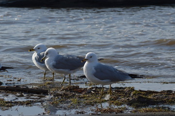 Seagulls hanging by the river