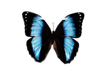 Big butterfly with blue wings, isolate on white background, morpho achilles