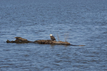Fototapeta premium Eagle on the river