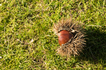 Chestnut on the floor in autumn