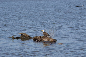 Eagle on the river