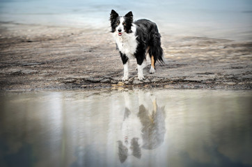 border collie dog fun spring walk reflected in the river