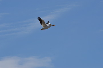 Obraz premium Pelicans on the river