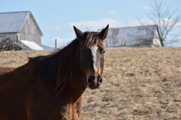 Obraz premium Horse on the farm