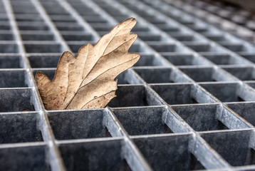 A foliage leaf between a metal grid