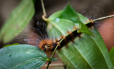Caterpillar in the rain forest looking at me © Moritz