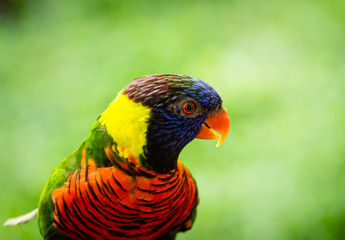 Portrait of a parrot lorrice 