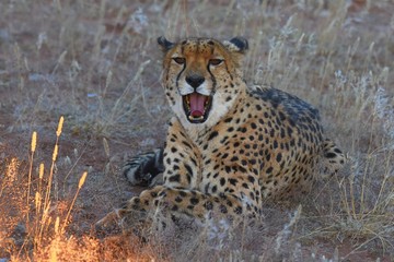 Gepard (Acinonyx jubatus) © anni94