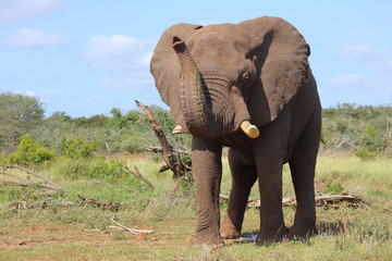 Afrikanischer Elefant / African elephant / Loxodonta africana