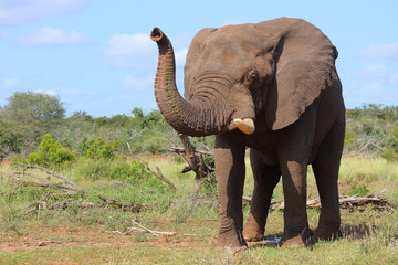 Obraz premium Afrikanischer Elefant / African elephant / Loxodonta africana