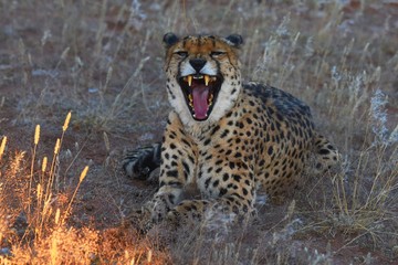 Gepard (Acinonyx jubatus)