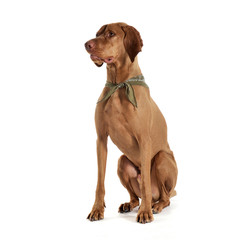 An adorable magyar vizsla with green kerchief sitting on white background
