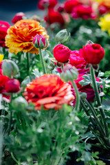 Colourful  Ranunculus Asiaticus flowers - gardening spring time