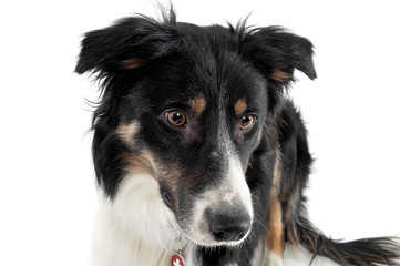 Portrait of an adorable shepherd dog looking curiously