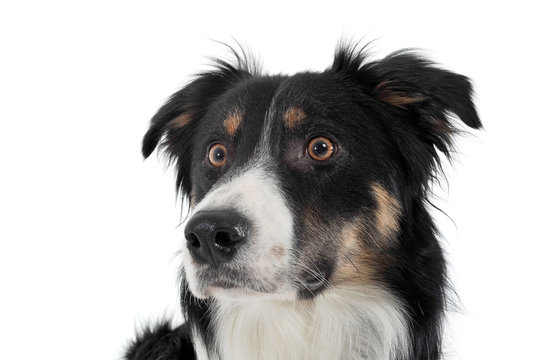 Portrait of an adorable shepherd dog looking frightened