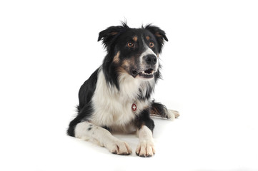 Studio shot of an adorable shepherd dog looking curiously
