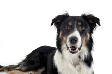 Studio shot of an adorable shepherd dog looking curiously at the camera