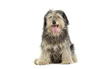 Studio shot of an adorable Tibetan Terrier with hair covering eyes looking satisfied