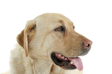 Portrait of an adorable Labrador retriever looking satisfied