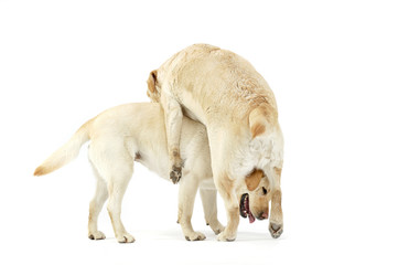 Fototapeta premium Studio shot of two adorable Labrador retriever looking satisfied