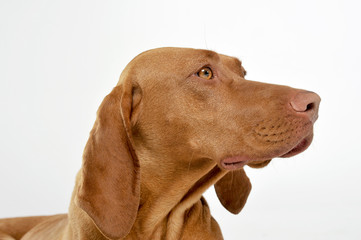 Portrait of an adorable magyar vizsla looking curiously