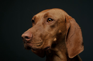 Portrait of an adorable magyar vizsla looking curiously