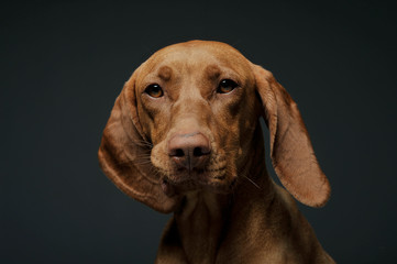 Portrait of an adorable magyar vizsla looking curiously at the camera