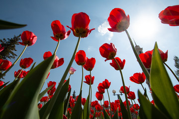 Fototapety na wymiar - Fototapeta24.pl