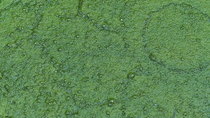 Standing water covered with green algae.