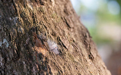 Bark texture of the brown of tree.