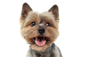 Portrait of an adorable Yorkshire Terrier looking satisfied