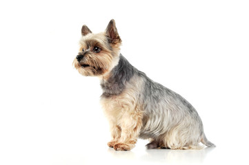 Studio shot of an adorable Yorkshire Terrier looking curiously