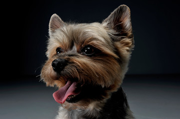 Portrait of an adorable Yorkshire Terrier looking satisfied