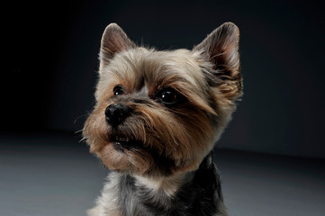 Portrait of an adorable Yorkshire Terrier looking curiously