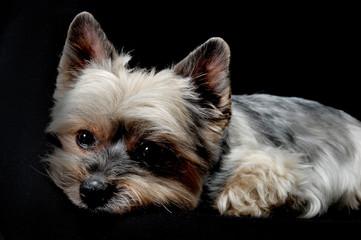 Studio shot of an adorable Yorkshire Terrier looking sad