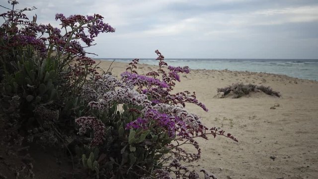 Flowering desert plant on the Red Sea, Marsa Alam, Egypt