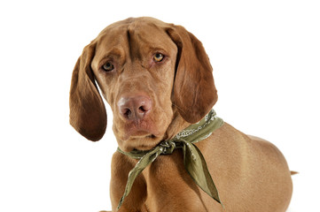 Portrait of an adorable magyar vizsla with green kerchief looking curiously at the camera
