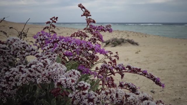 Flowering desert plant on the Red Sea, Marsa Alam, Egypt