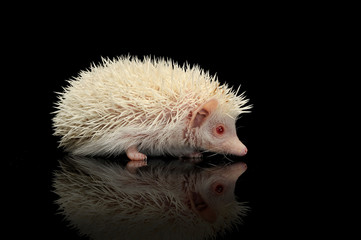 An adorable African white- bellied hedgehog standing on black background